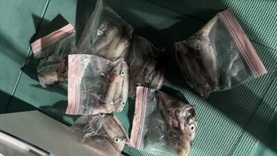 IMG_7411.jpeg