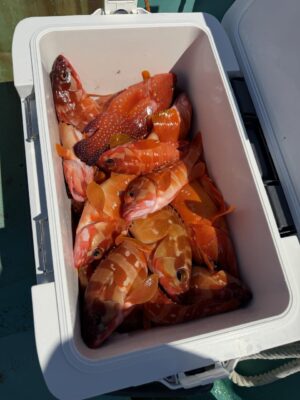 IMG_7935.jpeg