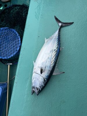 IMG_8050.jpeg
